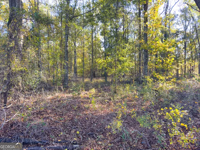 a close up of a plant in a garden