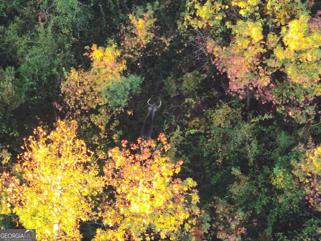 a backyard of a house with lots of trees