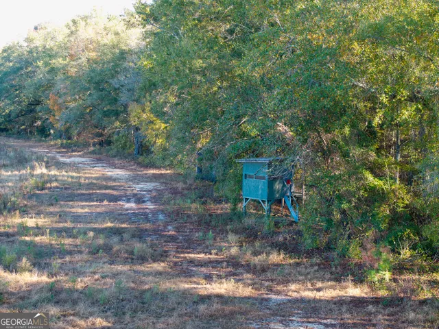 a view of a forest with trees in the background