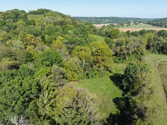 a view of a lush green forest with trees in the background