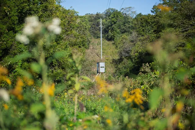 a close up of a plant in a garden