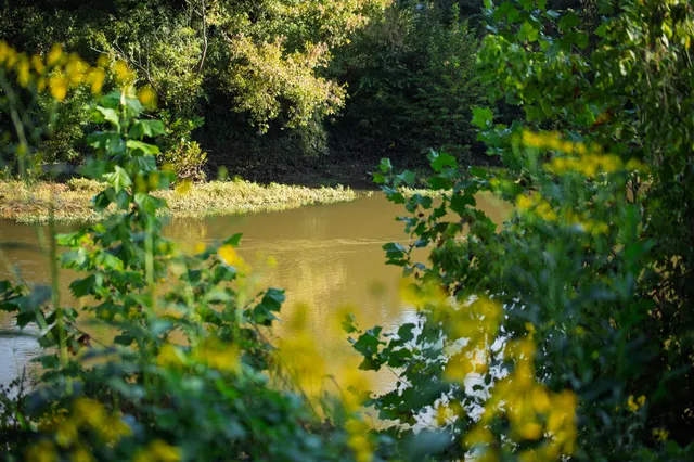 a view of a tree with a yard