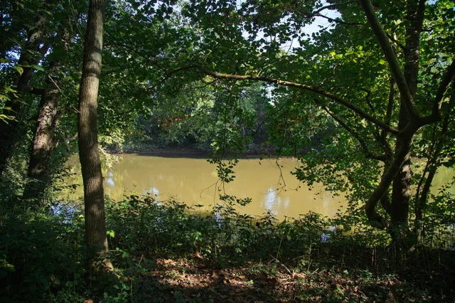 a view of a garden with a tree
