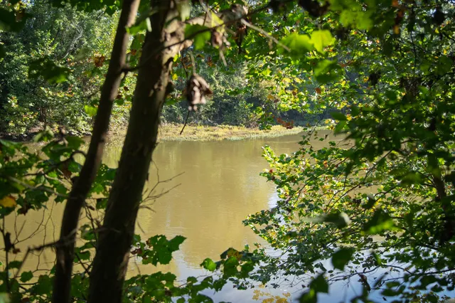 a view of a lush green forest