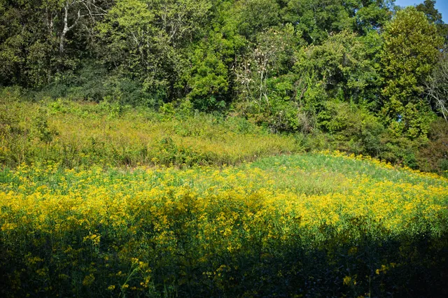 a view of a large yard with lots of green space