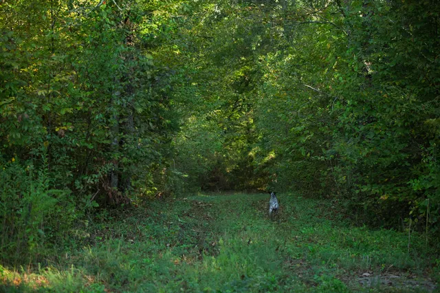 a backyard of a house with lots of green space and sink