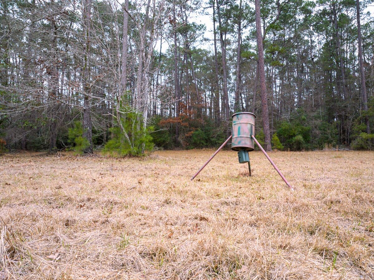 5259 Farm To Market 946 Coldspring, TX 77331 - Photo 30 of 39 a view of a park with large trees