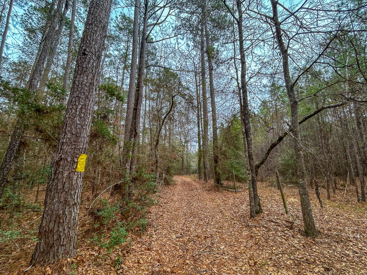 5259 Farm To Market 946 Coldspring, TX 77331 - Photo 31 of 39 a view of outdoor space and trees