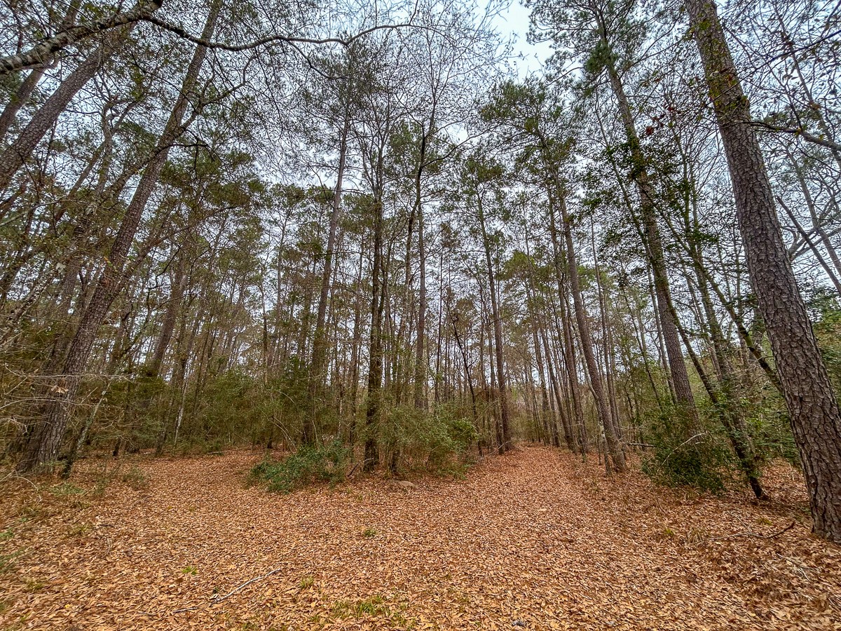 5259 Farm To Market 946 Coldspring, TX 77331 - Photo 33 of 39 a backyard of a house with lots of green space