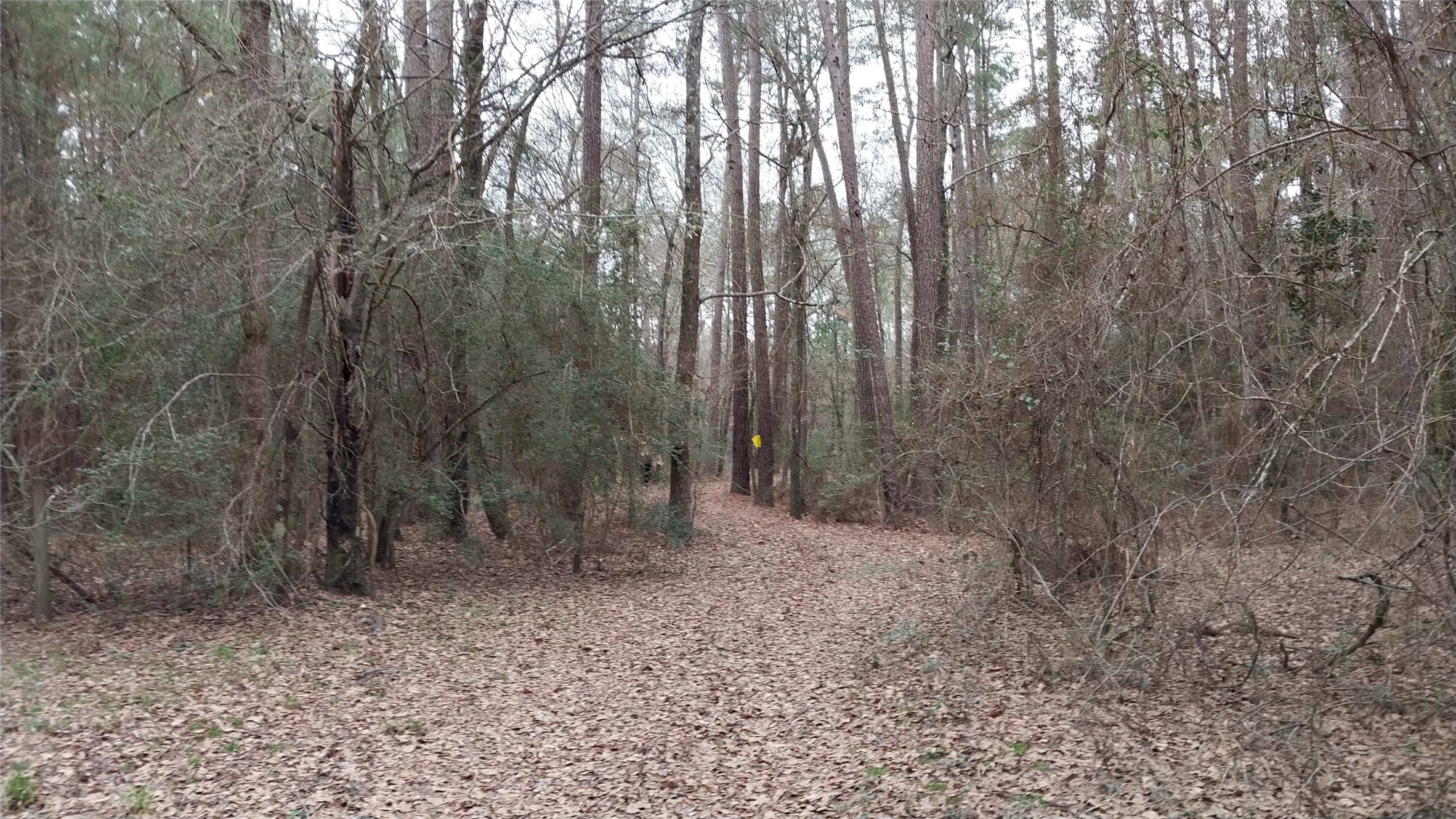 5259 Farm To Market 946 Coldspring, TX 77331 - Photo 35 of 39 a view of backyard with green space