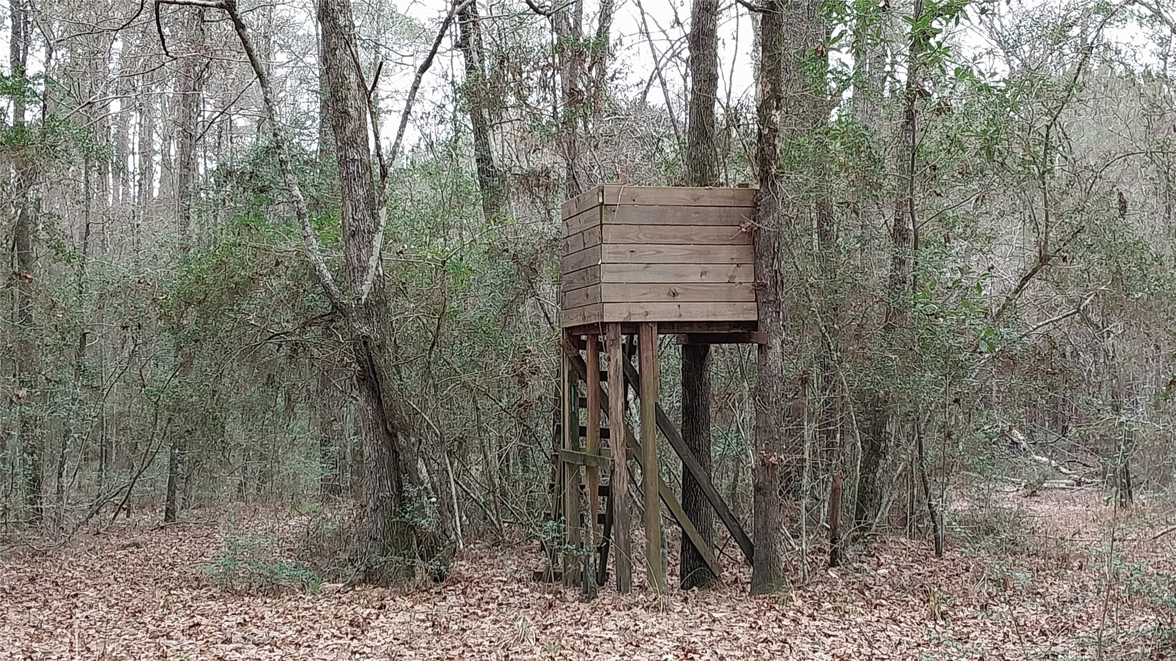 5259 Farm To Market 946 Coldspring, TX 77331 - Photo 36 of 39 a view of a outdoor space