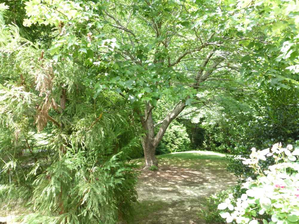 7771 Falcon Rest Circle, Unit 7771 Raleigh, NC 27615 - Photo 21 of 29 Beautiful Backyard