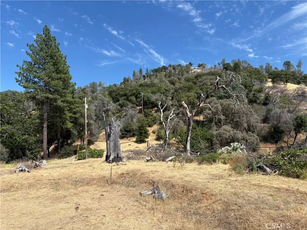 a view of a yard with a tree