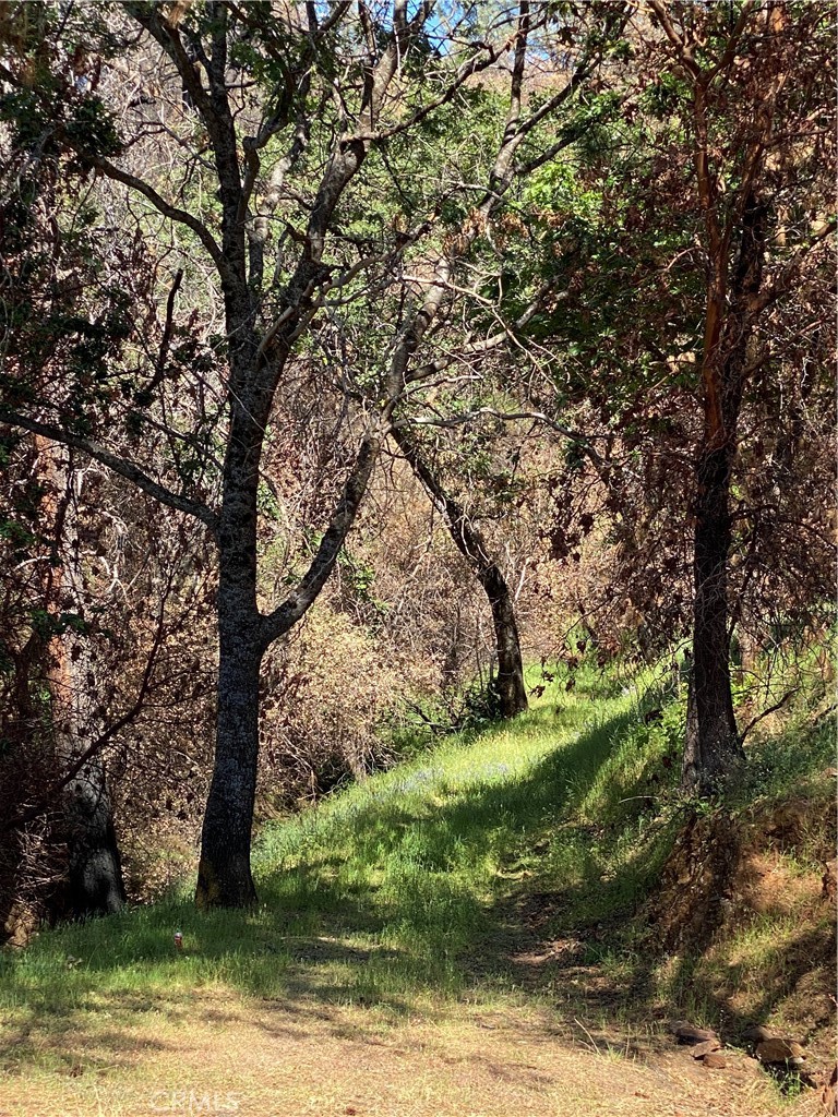 407 Simmons Road Oroville, CA 95966 - Photo 14 of 17 a view of a yard with a tree