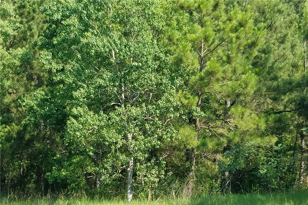 0 C Coleman Road Pollock, LA 71467 - Photo 1 of 1 Gallery Image 1