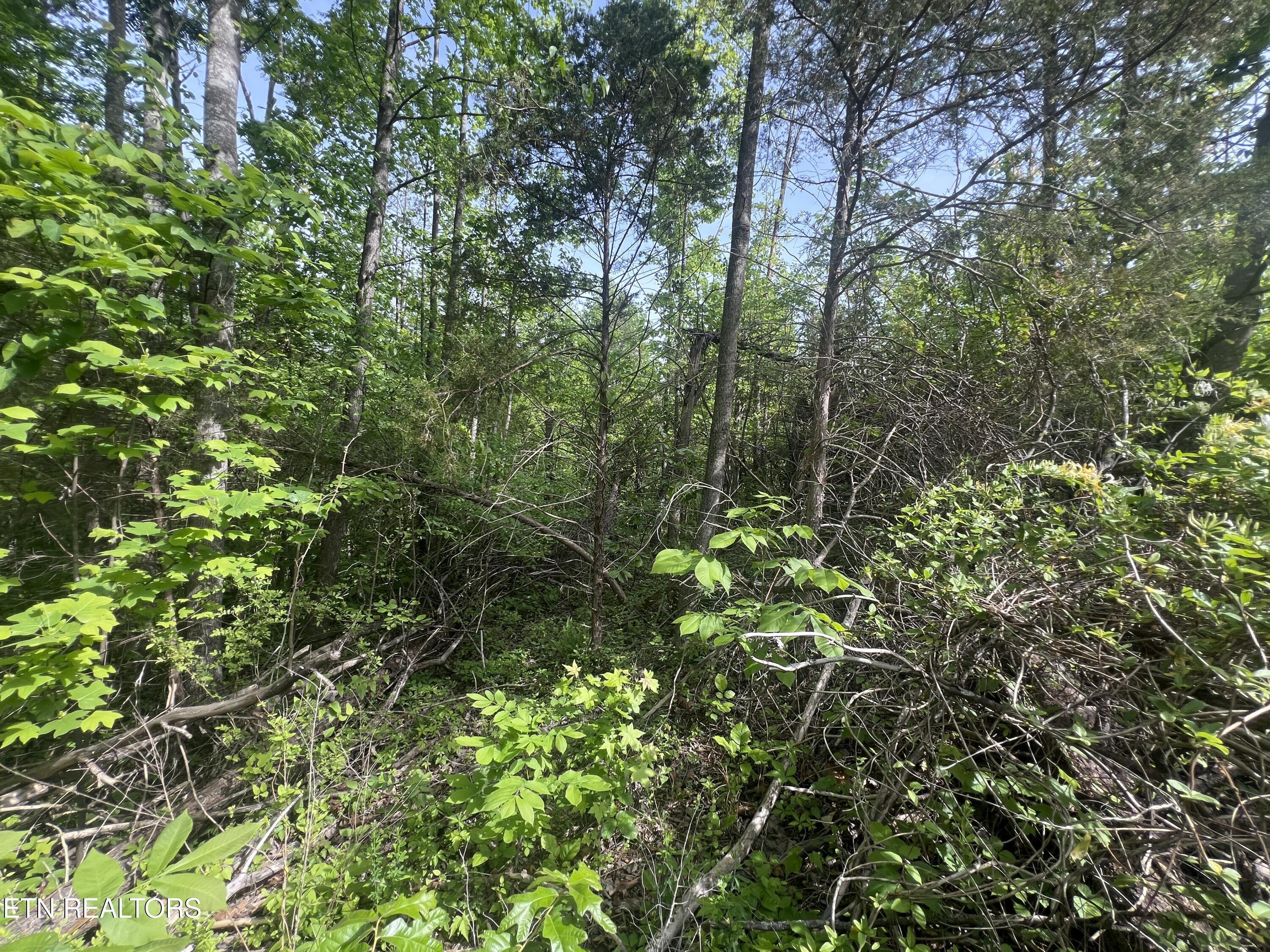 Big Hollow Road Monroe, TN 38573 - Photo 3 of 12 IMG_8092
