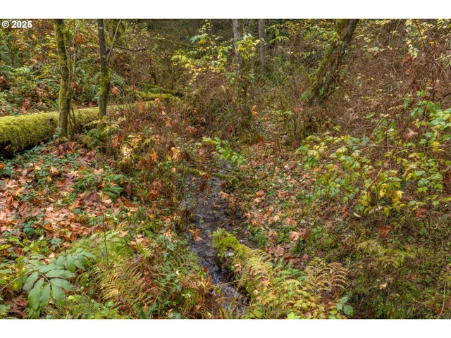 a view of a forest with a street