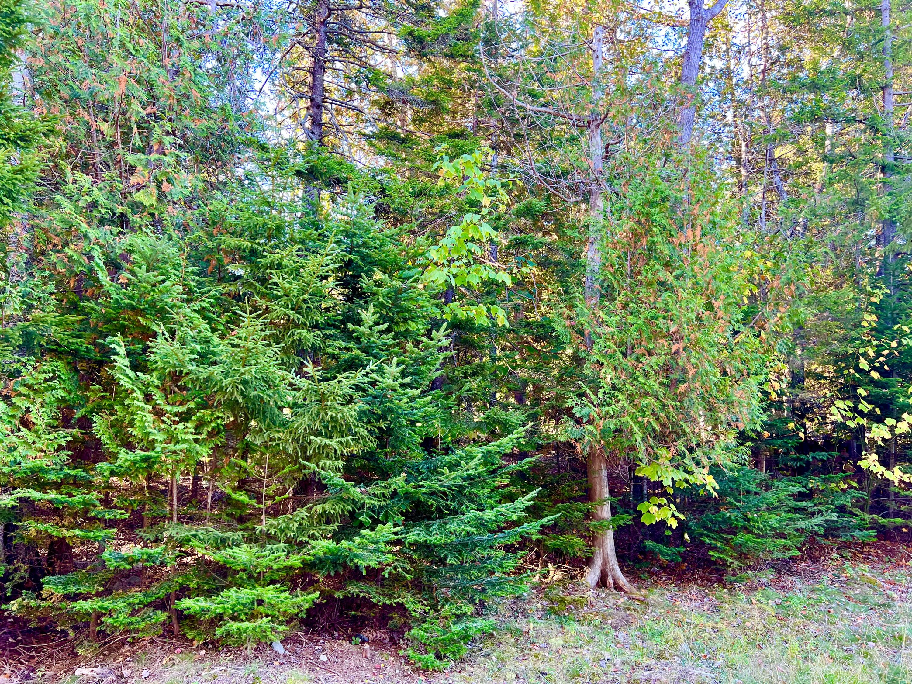 17 Freeman Ridge Road Southwest Harbor, ME 04679 - Photo 53 of 58 Land along East Ridge Road