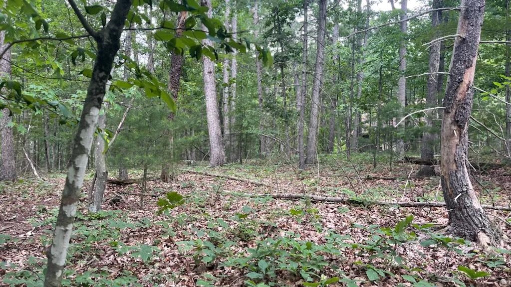 Pin Oak Rd Mount Mount Jackson, VA 22842 - Photo 1 of 2 Gallery Image 1