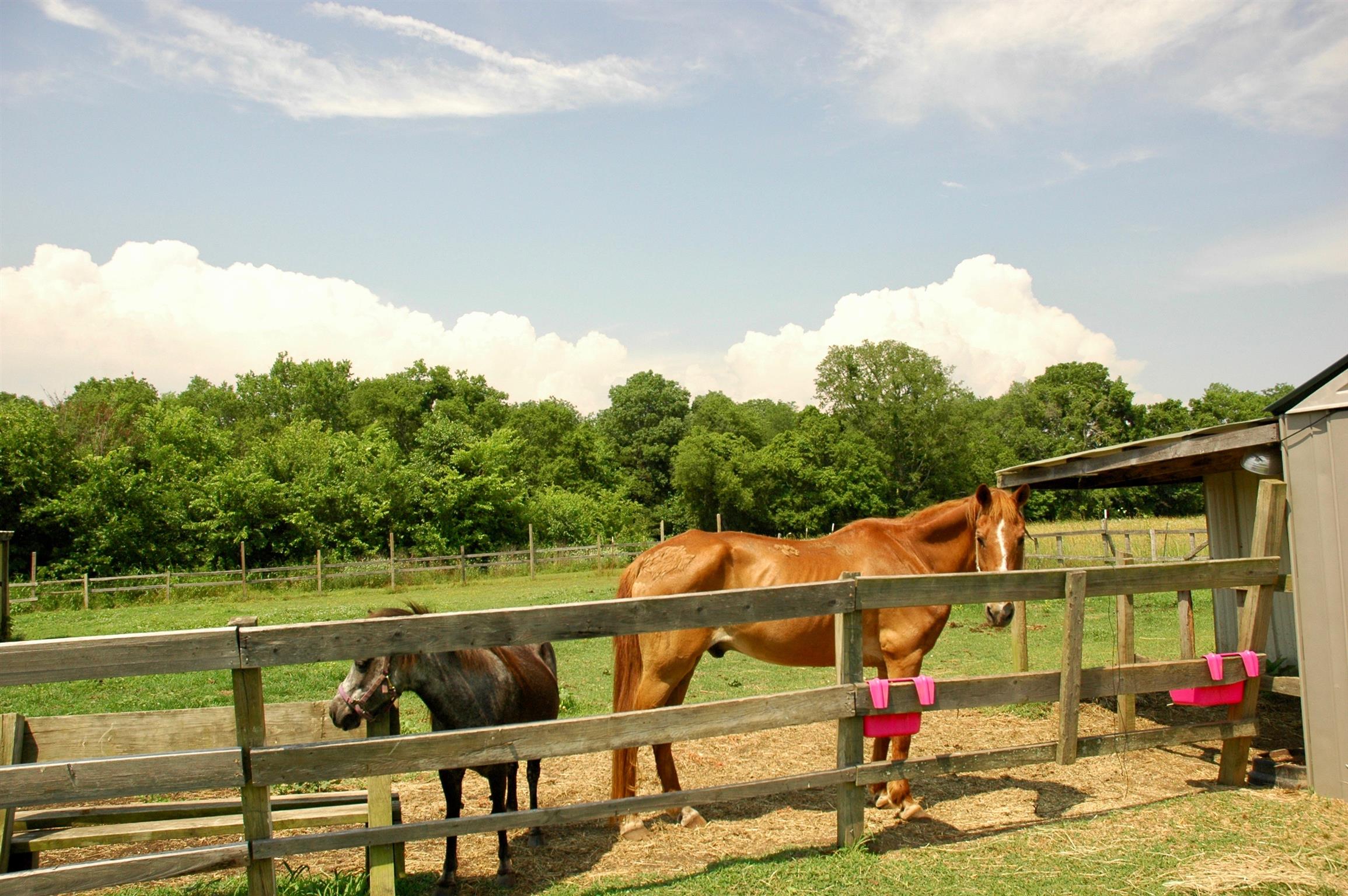 1146 Littleton Ranch Road Castalian Springs, TN 37031 - Photo 17 of 21 Gallery Image 17
