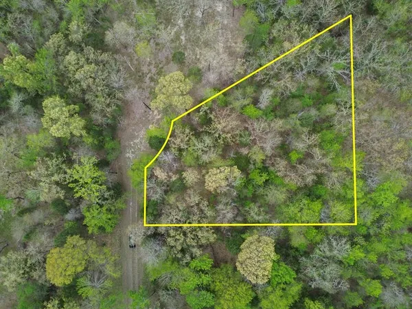 a view of a field with plants and trees