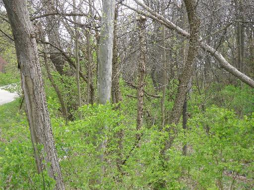 Lot 1 Curling Pond Road Wayne, IL 60184 - Photo 3 of 4
