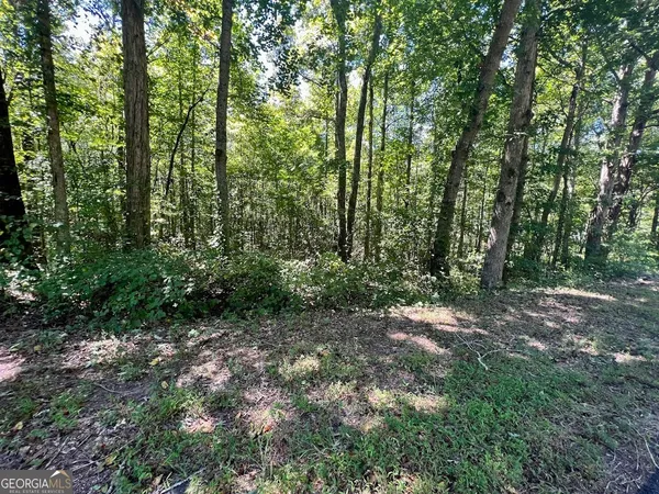a view of a forest with trees in the background