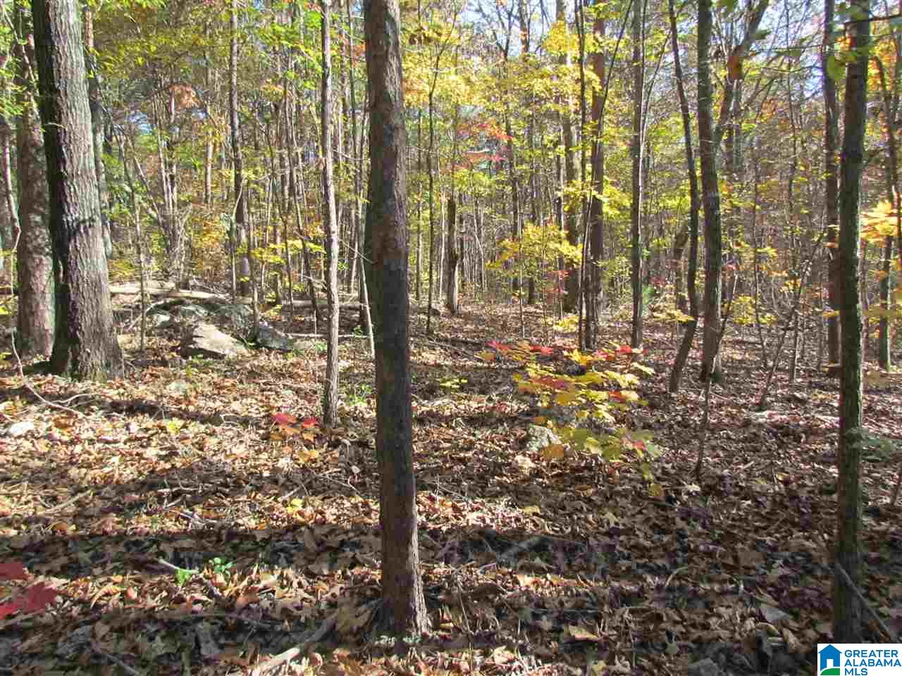55 Jug Hollow Road Piedmont, AL 36272 - Photo 3 of 19