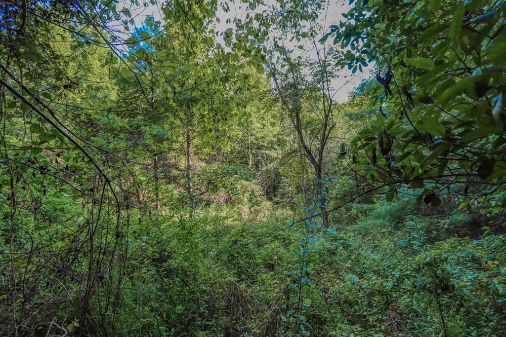 642 Green Hill Road Del Rio, TN 37727 - Photo 26 of 38 Gallery Image 26