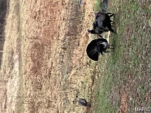 4101 Juedeman Road Cuba, MO 65453 - Photo 80 of 85