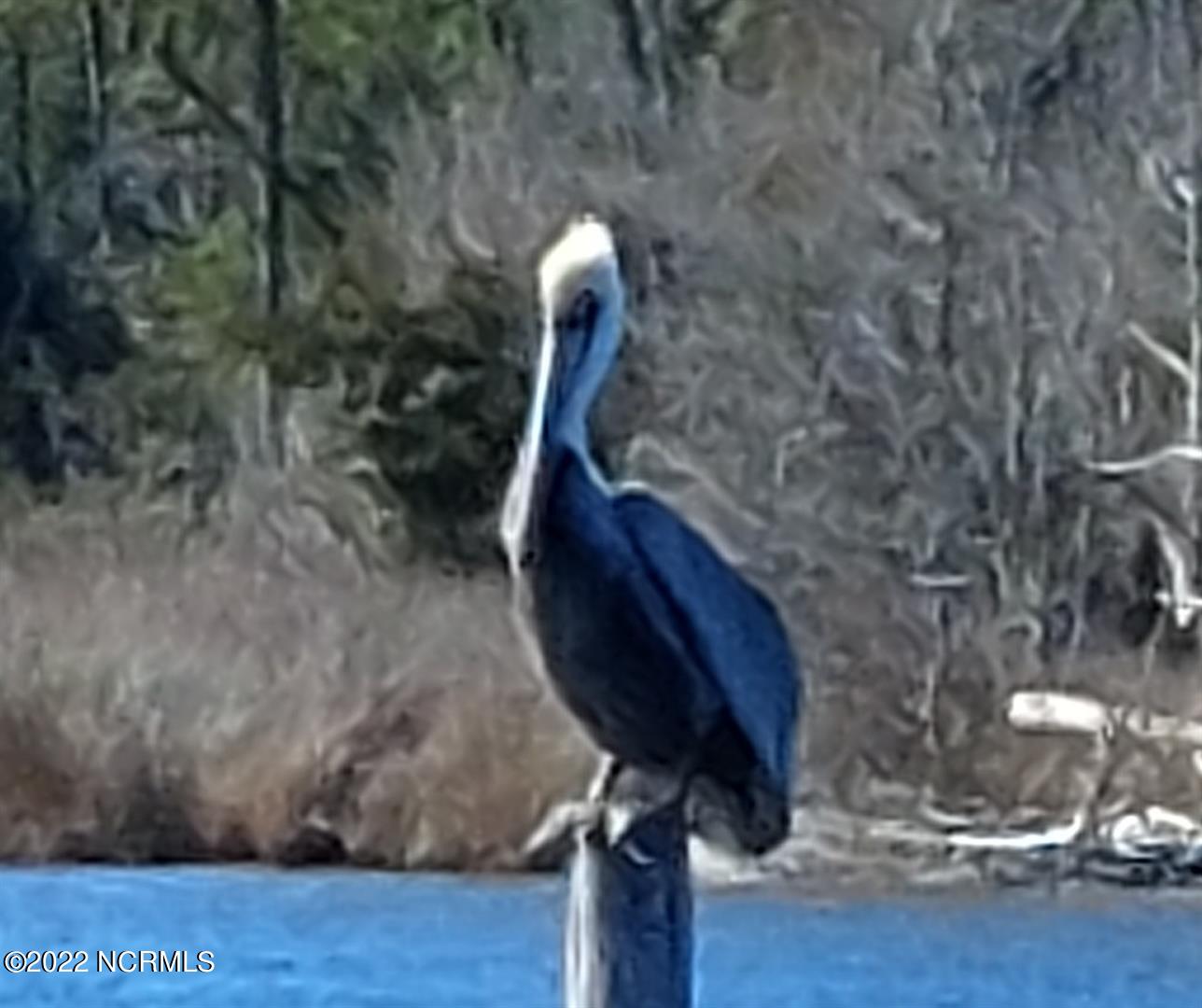 328 Meekins Road Bayboro, NC 28515 - Photo 16 of 18 Pelican Visits