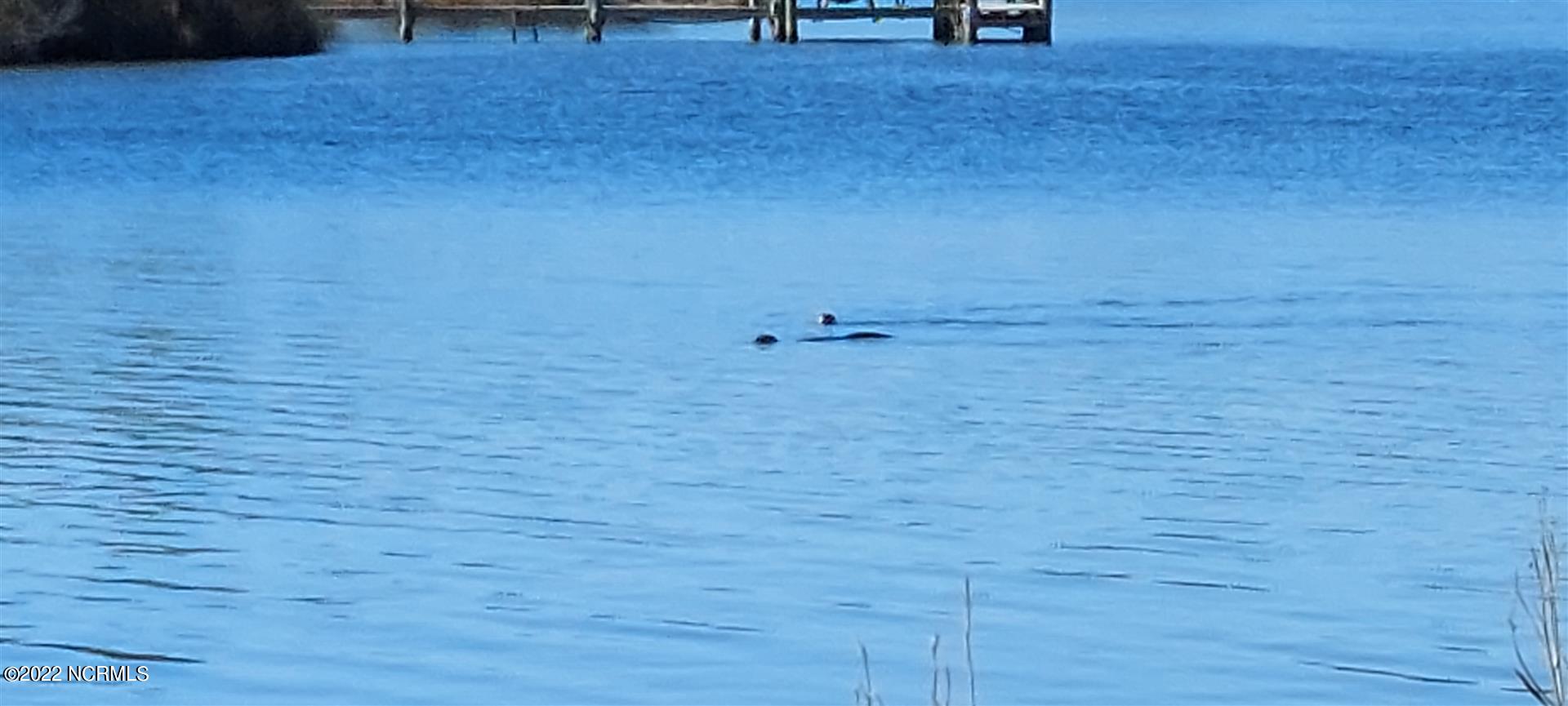 328 Meekins Road Bayboro, NC 28515 - Photo 18 of 18 Daily Visits from Friendly Otters.