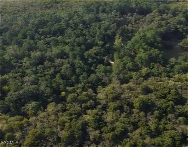 a view of a lush green space