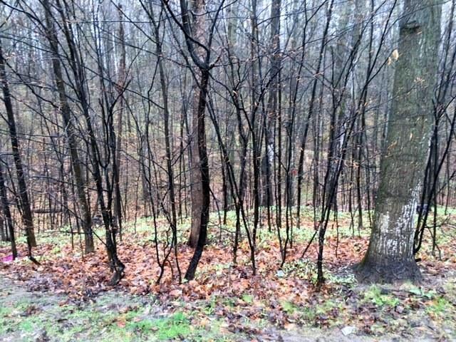 3753 Mcmichael Road Alanson, MI 49706 - Photo 20 of 23 Gallery Image 20