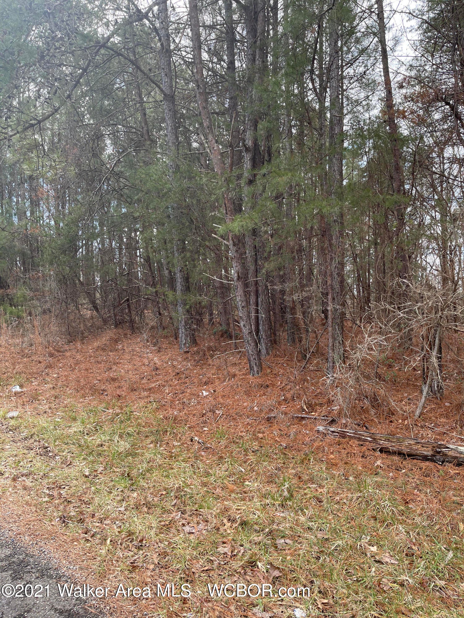 3396 Woodruff Road Adamsville, AL 35005 - Photo 4 of 17 Gallery Image 4