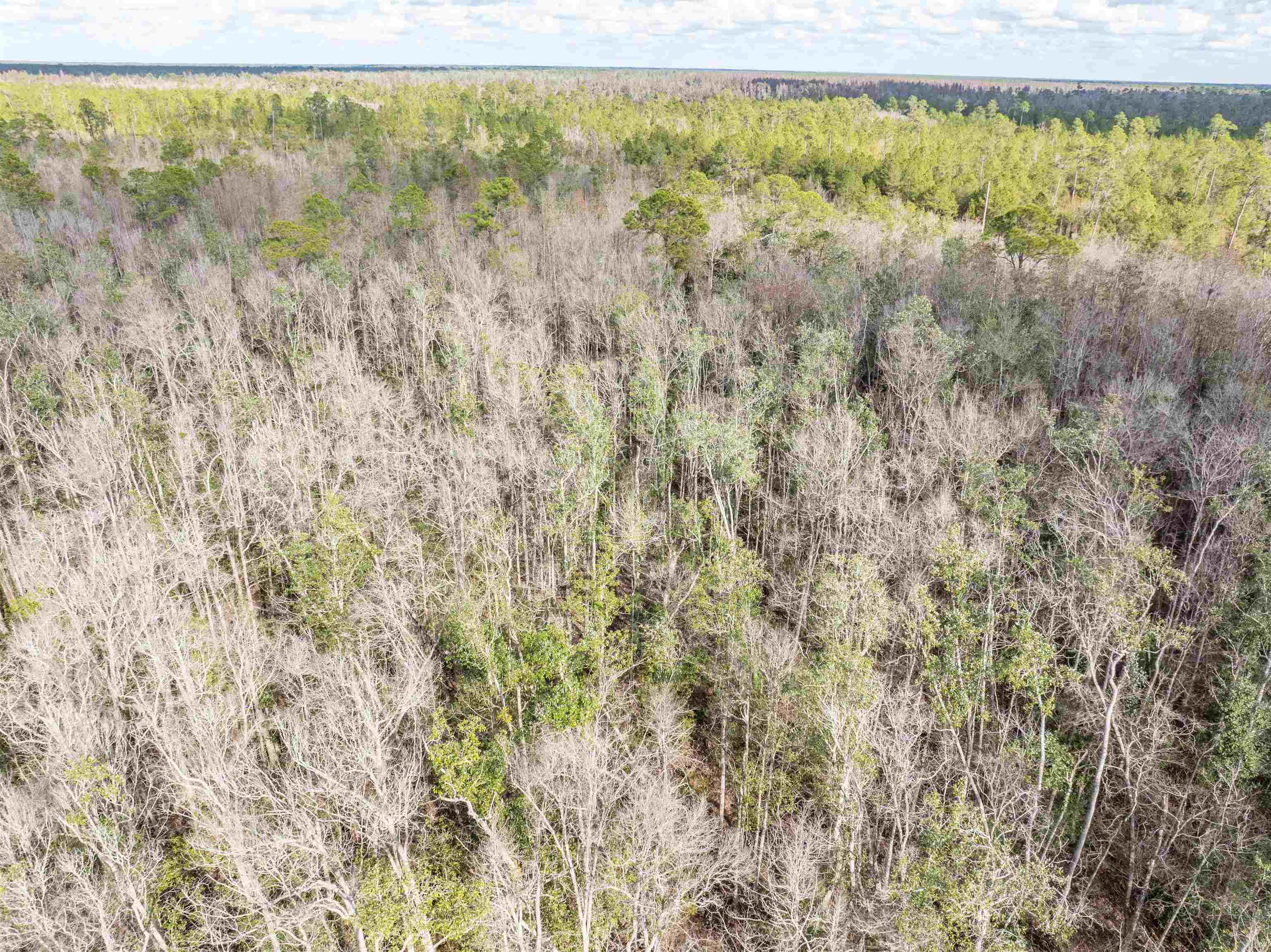 6 C R 6 East Jasper, FL 32052 - Photo 6 of 15