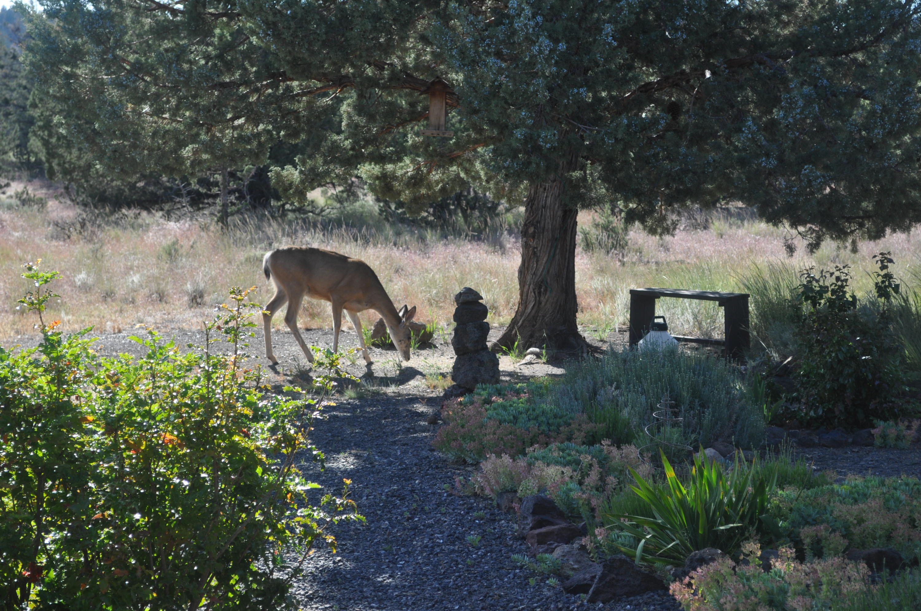 13898 Southwest Ridge Place Terrebonne, OR 97760 - Photo 37 of 38 Garden 10
