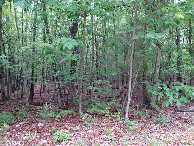 a view of a forest with lots of trees