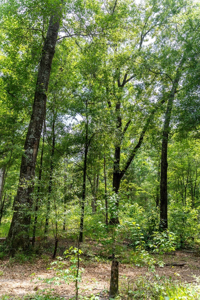 3 Comers Pond Road Pittsview, AL 36871 - Photo 25 of 51