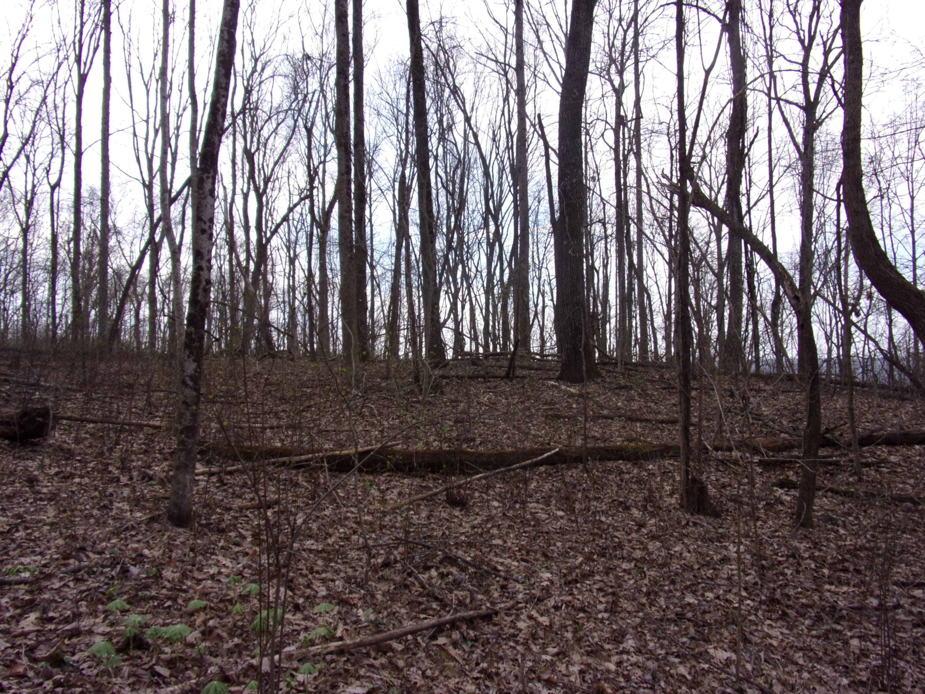 0 Cherokee Ridge Road Pikeville, TN 37367 - Photo 11 of 21 101_0963