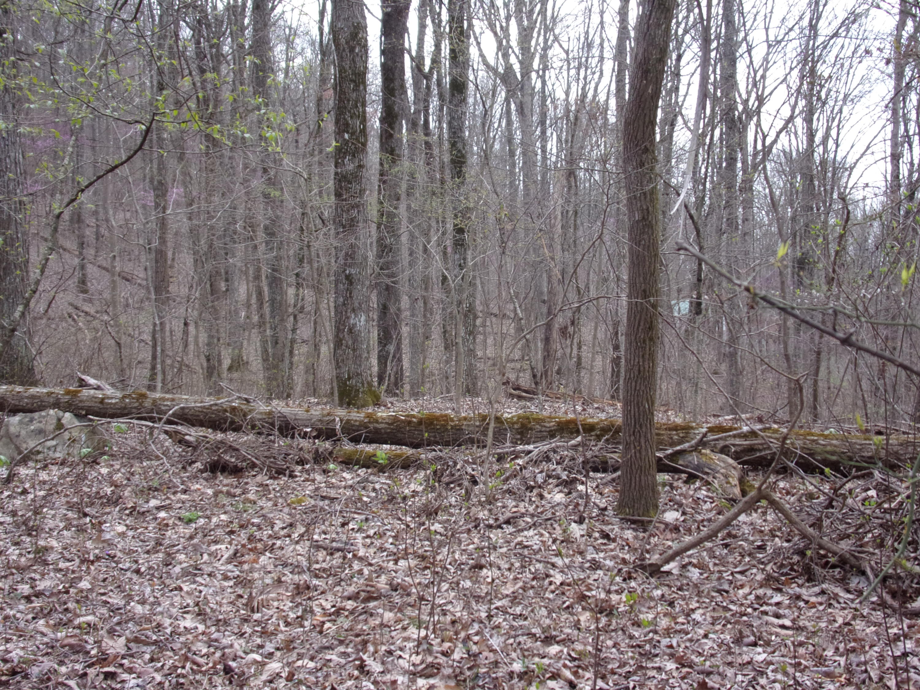 0 Cherokee Ridge Road Pikeville, TN 37367 - Photo 14 of 21 101_0966