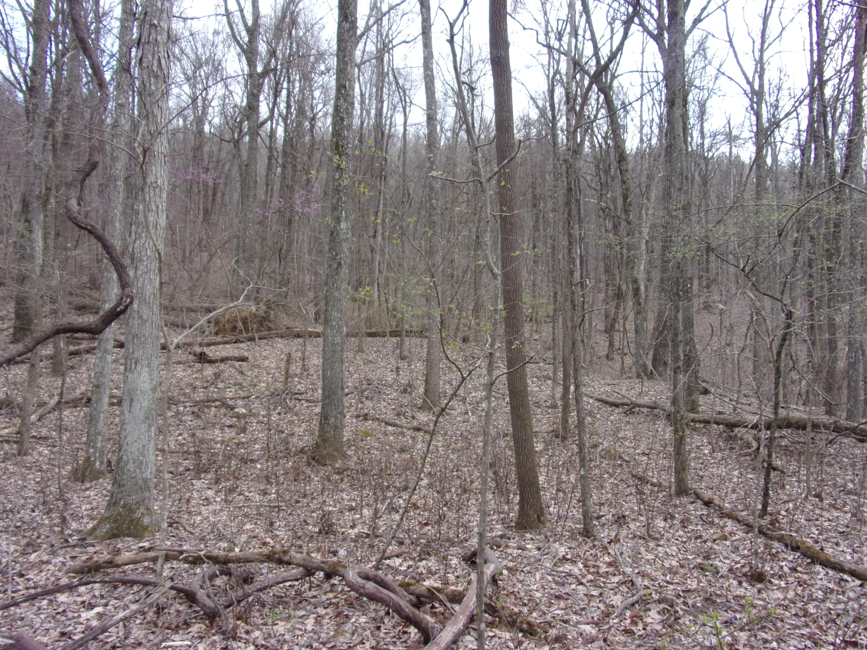 0 Cherokee Ridge Road Pikeville, TN 37367 - Photo 15 of 21 101_0967