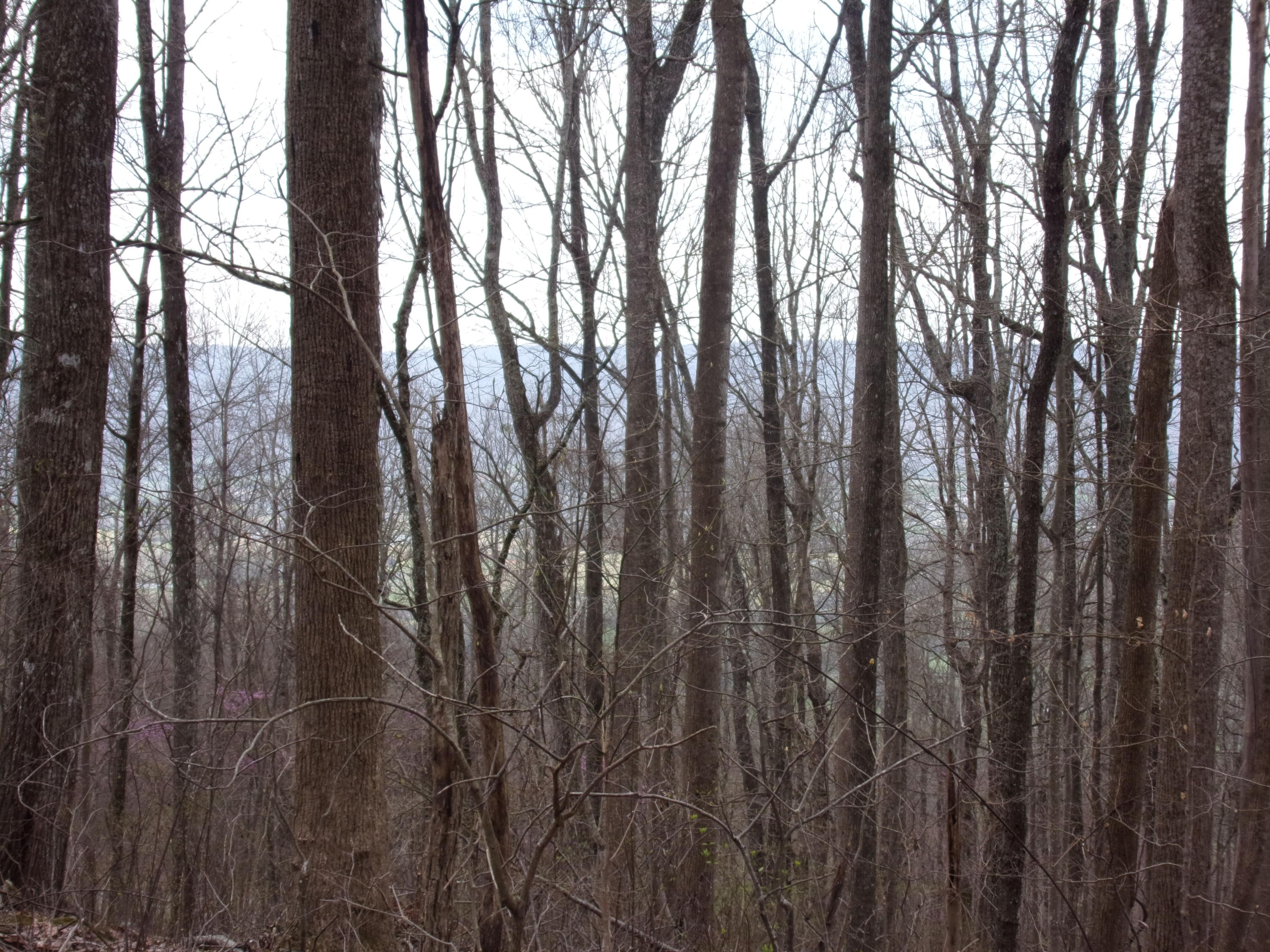 0 Cherokee Ridge Road Pikeville, TN 37367 - Photo 16 of 21 101_0969