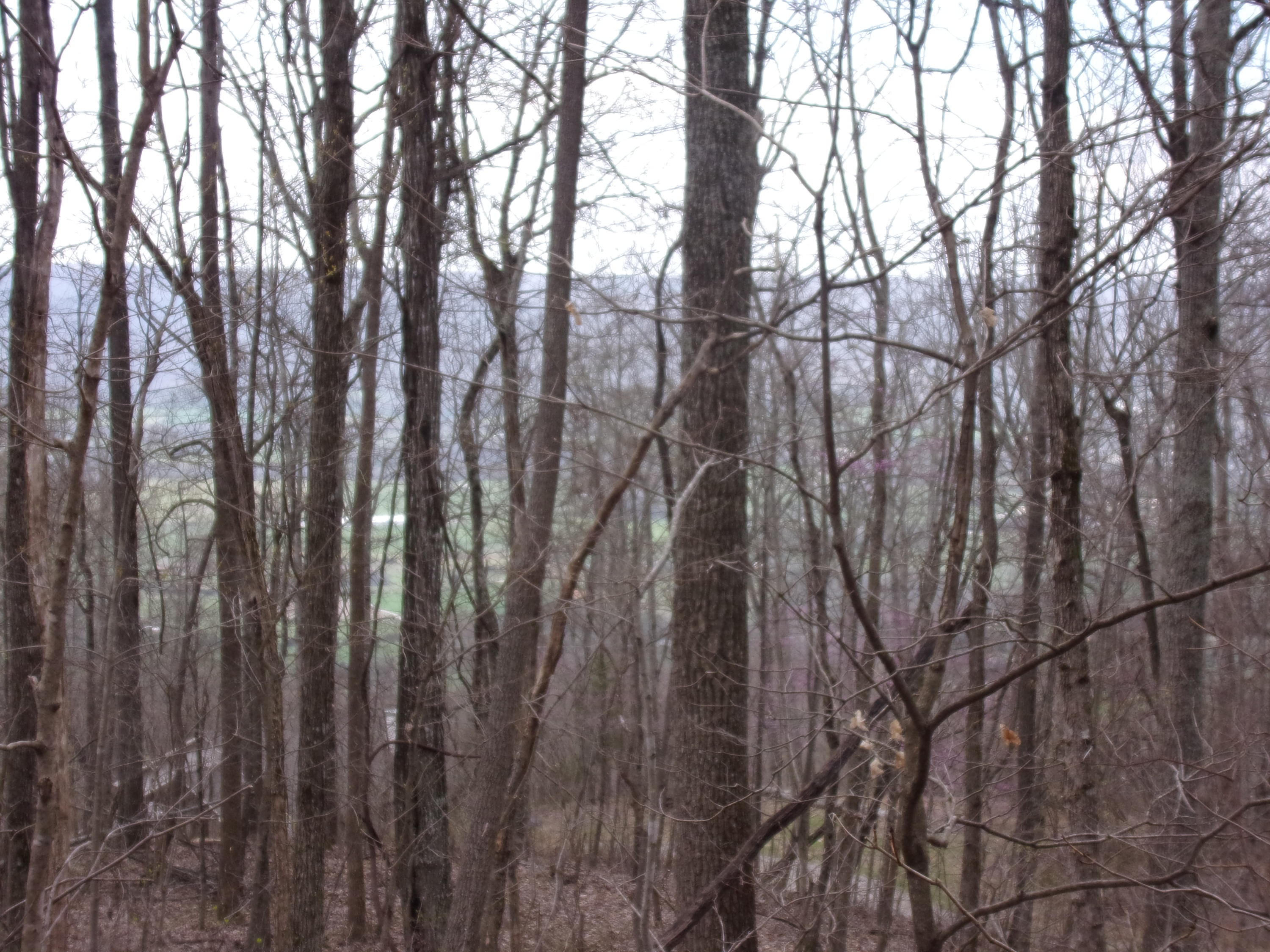 0 Cherokee Ridge Road Pikeville, TN 37367 - Photo 17 of 21 101_0970