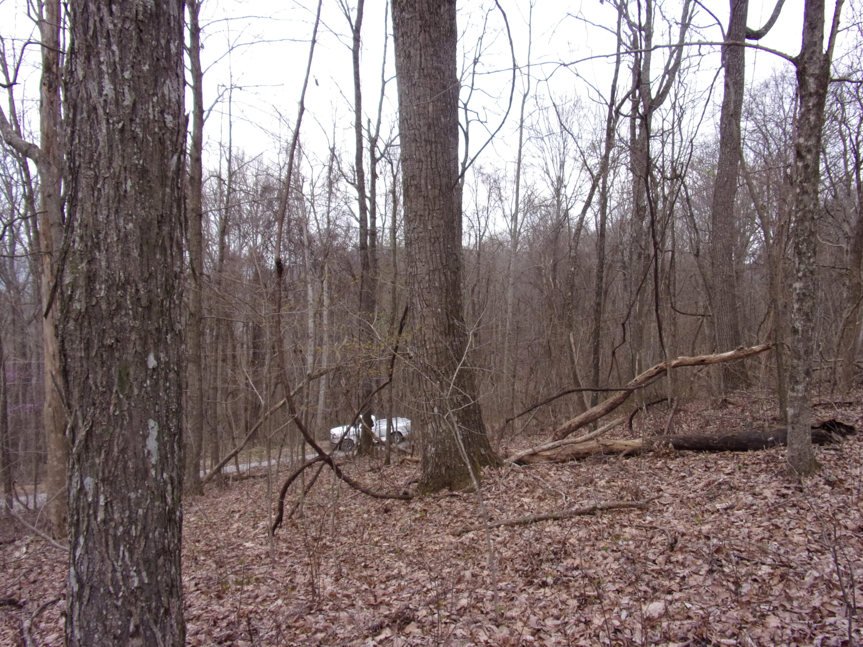 0 Cherokee Ridge Road Pikeville, TN 37367 - Photo 18 of 21 101_0971
