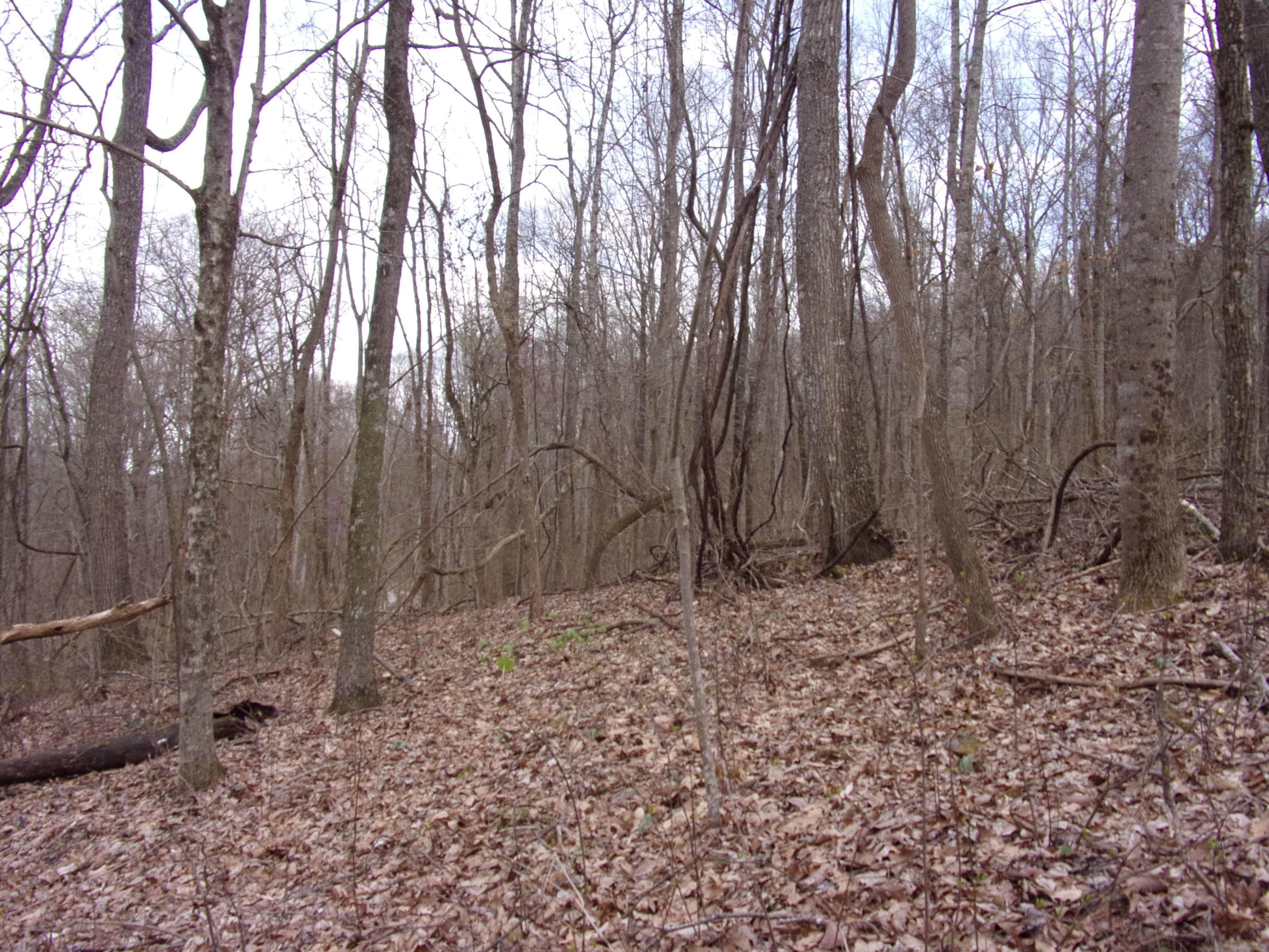 0 Cherokee Ridge Road Pikeville, TN 37367 - Photo 19 of 21 101_0972