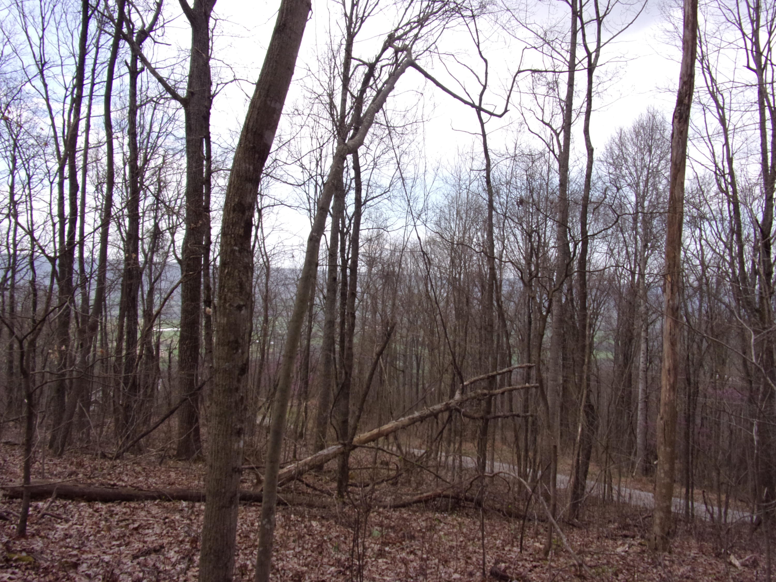 0 Cherokee Ridge Road Pikeville, TN 37367 - Photo 20 of 21 101_0973