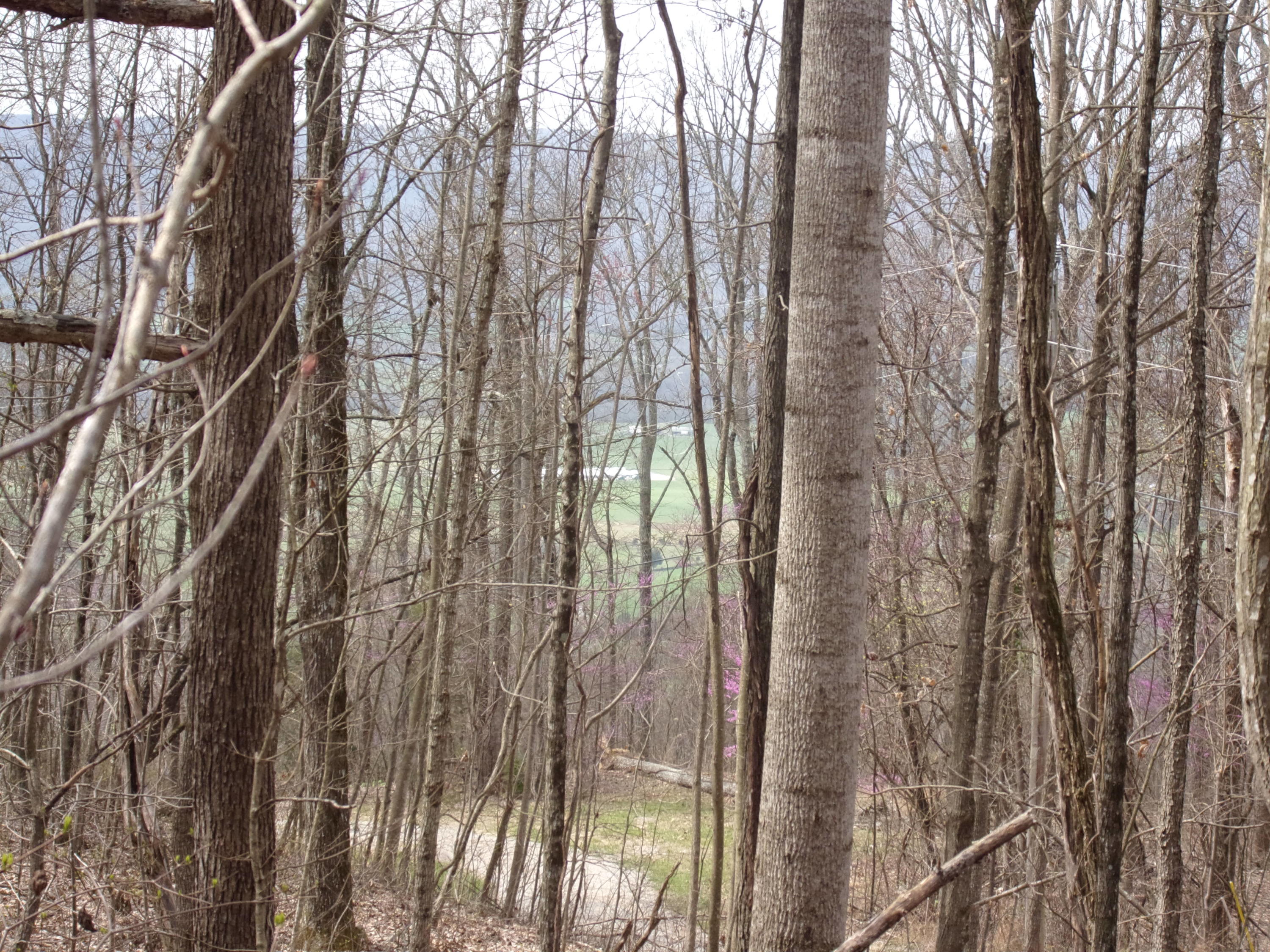 0 Cherokee Ridge Road Pikeville, TN 37367 - Photo 21 of 21 101_0974