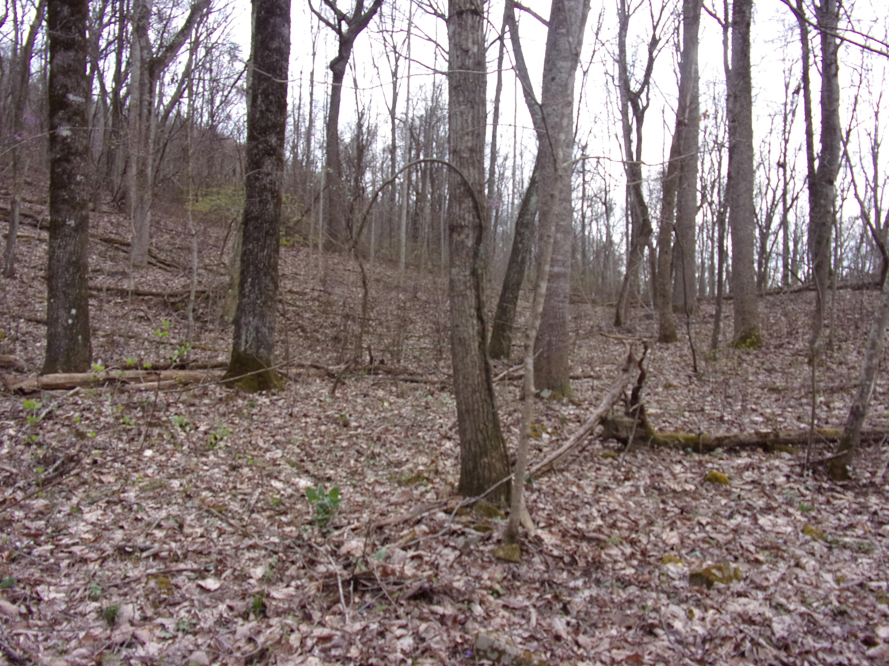 0 Cherokee Ridge Road Pikeville, TN 37367 - Photo 6 of 21 101_0958