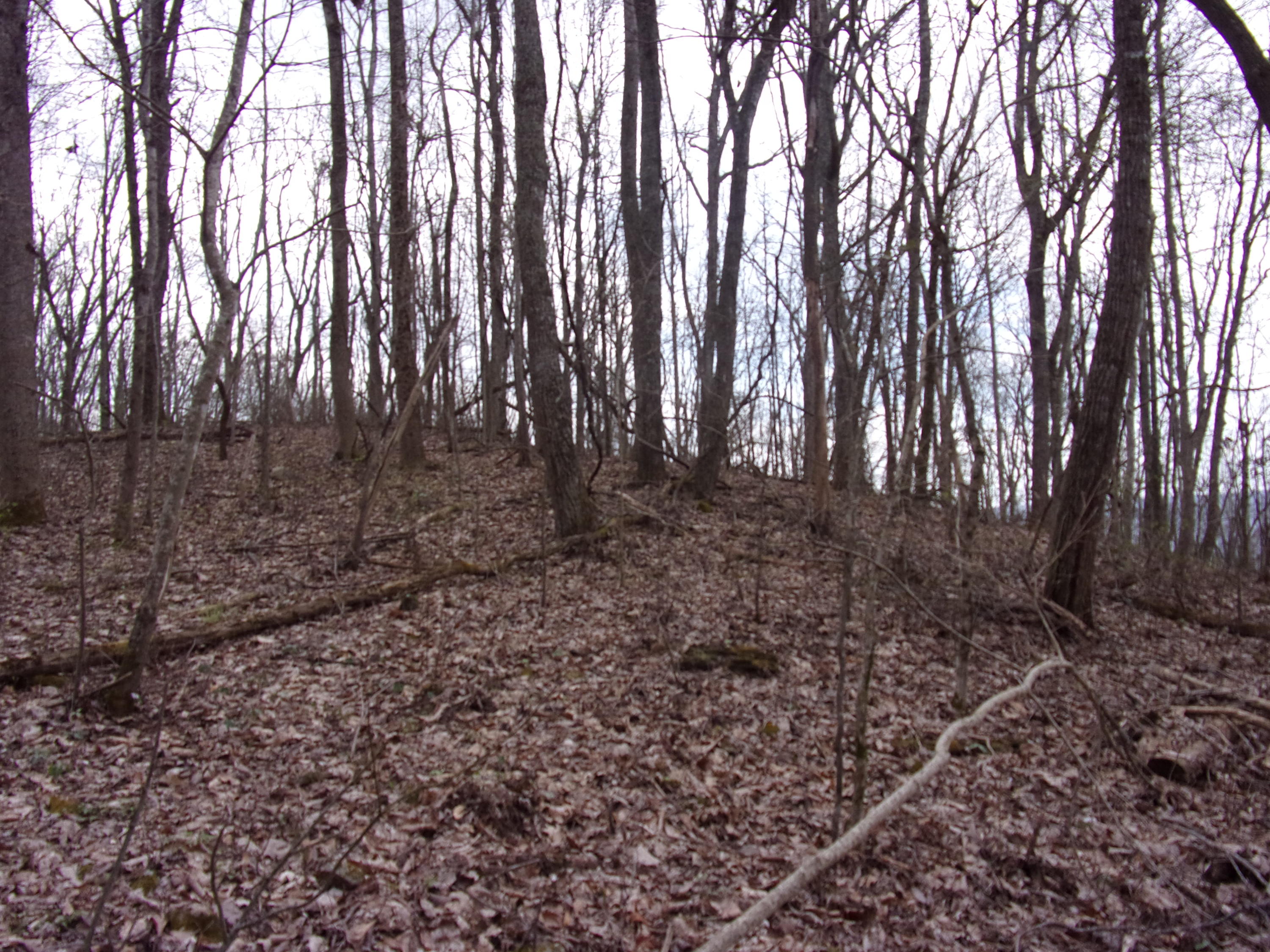 0 Cherokee Ridge Road Pikeville, TN 37367 - Photo 7 of 21 101_0959